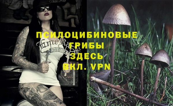 стаф Алзамай